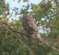 /album/my-local-birding-gallery/little-owl-jpg/